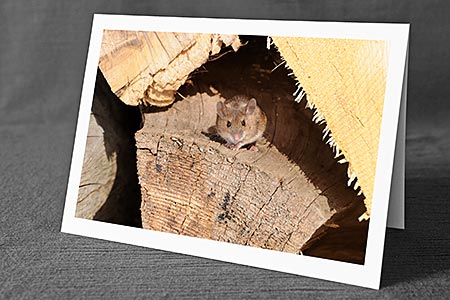 A5-Fotokarte/Klappkarte mit hochwertigem Papierabzug, Einlageblatt und Umschlag. Fototitel: Maus (Klappkarte, Kunstkarte)