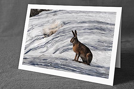 A5-Fotokarte/Klappkarte mit hochwertigem Papierabzug, Einlageblatt und Umschlag. Fototitel: Osterkarte Hase (Klappkarte, Kunstkarte)