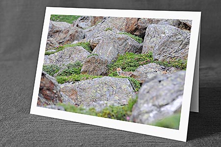 A5-Fotokarte/Klappkarte mit hochwertigem Papierabzug, Einlageblatt und Umschlag. Fototitel: Fuchs (Klappkarte, Kunstkarte)