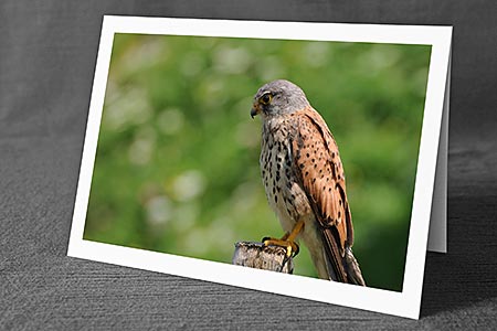 A5-Fotokarte/Klappkarte mit hochwertigem Papierabzug, Einlageblatt und Umschlag. Fototitel: Tierkarte Turmfalke (Klappkarte, Kunstkarte)