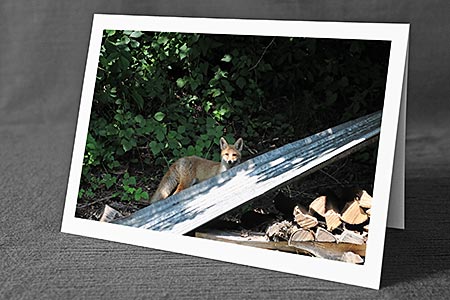 A5-Fotokarte/Klappkarte mit hochwertigem Papierabzug, Einlageblatt und Umschlag. Fototitel: Fuchs im Siedlungsgebiet (Klappkarte, Kunstkarte)