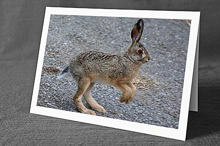 A5-Fotokarte/Klappkarte mit hochwertigem Papierabzug, Einlageblatt und Umschlag. Fototitel: Junger Hase (Klappkarte, Kunstkarte)