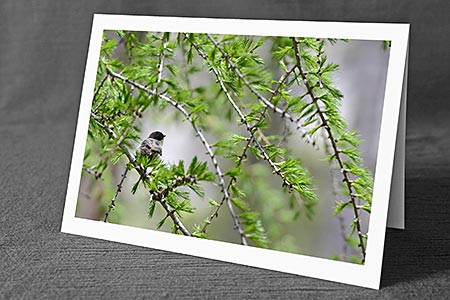 A5-Fotokarte/Klappkarte mit hochwertigem Papierabzug, Einlageblatt und Umschlag. Fototitel: Tannenmeise auf Lärchenzweig (Klappkarte, Kunstkarte)