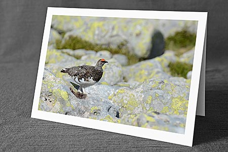 A5-Fotokarte/Klappkarte mit hochwertigem Papierabzug, Einlageblatt und Umschlag. Fototitel: Schneehuhn (Klappkarte, Kunstkarte)