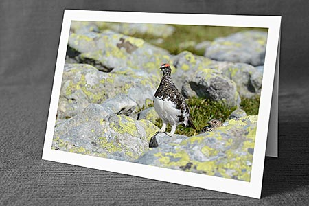 A5-Fotokarte/Klappkarte mit hochwertigem Papierabzug, Einlageblatt und Umschlag. Fototitel: Begegnung mit Schneehühnern (Klappkarte, Kunstkarte)