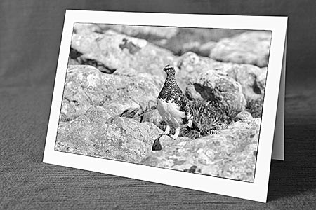 A5-Fotokarte/Klappkarte mit hochwertigem Papierabzug, Einlageblatt und Umschlag. Fototitel: Begegnung mit Schneehühnern (Schwarz/Weiss) (Klappkarte, Kunstkarte)