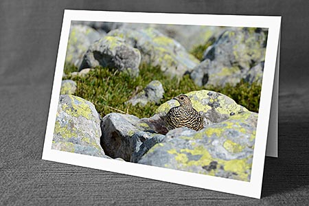 A5-Fotokarte/Klappkarte mit hochwertigem Papierabzug, Einlageblatt und Umschlag. Fototitel: Ostermotiv Schneehuhn (Klappkarte, Kunstkarte)