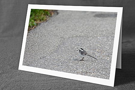 A5-Fotokarte/Klappkarte mit hochwertigem Papierabzug, Einlageblatt und Umschlag. Fototitel: Bachstelze (Klappkarte, Kunstkarte)