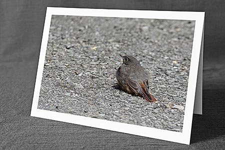 A5-Fotokarte/Klappkarte mit hochwertigem Papierabzug, Einlageblatt und Umschlag. Fototitel: Glückwunschkarten Tierkinder (Klappkarte, Kunstkarte)