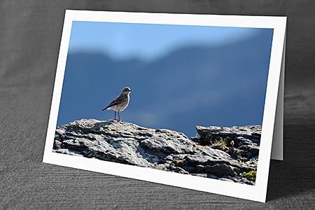 A5-Fotokarte/Klappkarte mit hochwertigem Papierabzug, Einlageblatt und Umschlag. Fototitel: Grusskarte Vogel (Klappkarte, Kunstkarte)