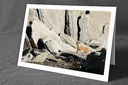 A5-Fotokarte/Klappkarte mit hochwertigem Papierabzug, Einlageblatt und Umschlag. Fototitel: Hermelin (Klappkarte, Kunstkarte)