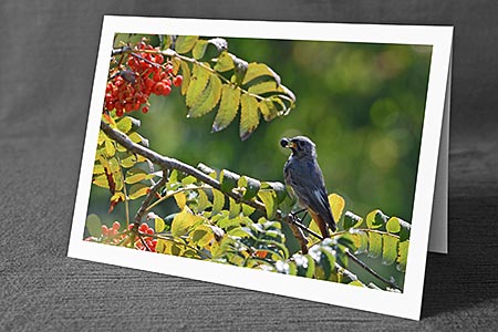 A5-Fotokarte/Klappkarte mit hochwertigem Papierabzug, Einlageblatt und Umschlag. Fototitel: Vogel im Beerenstrauch (Klappkarte, Kunstkarte)
