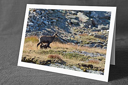 A5-Fotokarte/Klappkarte mit hochwertigem Papierabzug, Einlageblatt und Umschlag. Fototitel: Gämse mit säugendem Jungtier (Klappkarte, Kunstkarte)
