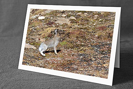 A5-Fotokarte/Klappkarte mit hochwertigem Papierabzug, Einlageblatt und Umschlag. Fototitel: Schneehase (Klappkarte, Kunstkarte)