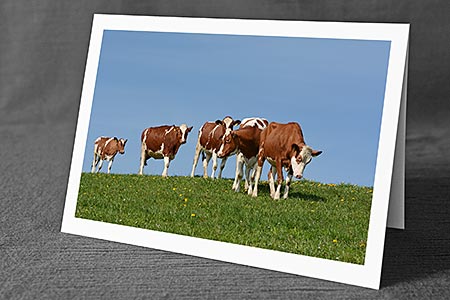 A5-Fotokarte/Klappkarte mit hochwertigem Papierabzug, Einlageblatt und Umschlag. Fototitel: Kälber erkunden die Frühlingswiese (Klappkarte, Kunstkarte)