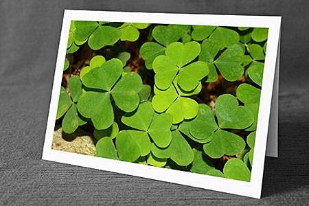 A5-Fotokarte/Klappkarte mit hochwertigem Papierabzug, Einlageblatt und Umschlag. Fototitel: Kleeblätter (Klappkarte, Kunstkarte)