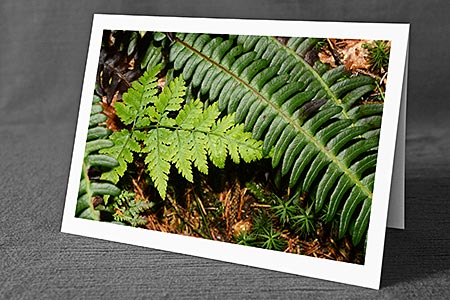 A5-Fotokarte/Klappkarte mit hochwertigem Papierabzug, Einlageblatt und Umschlag. Fototitel: Farnblätter (Klappkarte, Kunstkarte)