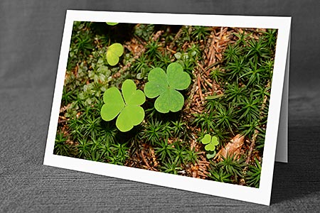 A5-Fotokarte/Klappkarte mit hochwertigem Papierabzug, Einlageblatt und Umschlag. Fototitel: Zwei Kleeblätter auf Waldboden (Klappkarte, Kunstkarte)