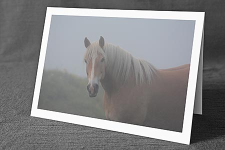 A5-Fotokarte/Klappkarte mit hochwertigem Papierabzug, Einlageblatt und Umschlag. Fototitel: Pferd (Klappkarte, Kunstkarte)