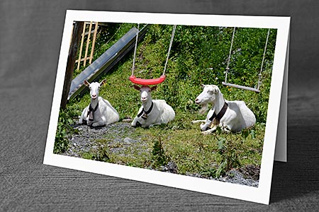 A5-Fotokarte/Klappkarte mit hochwertigem Papierabzug, Einlageblatt und Umschlag. Fototitel: Grusskarte Siesta der Ziegen auf einem Spielplatz (Klappkarte, Kunstkarte)