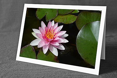 A5-Fotokarte/Klappkarte mit hochwertigem Papierabzug, Einlageblatt und Umschlag. Fototitel: Seerose (Klappkarte, Kunstkarte)