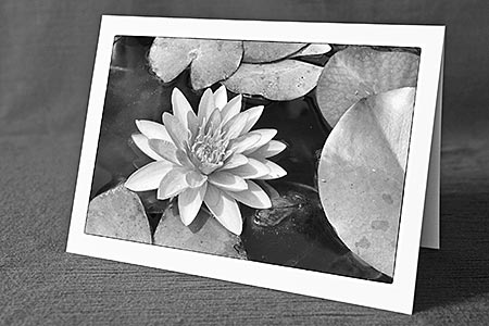 A5-Fotokarte/Klappkarte mit hochwertigem Papierabzug, Einlageblatt und Umschlag. Fototitel: Seerose (Schwarz/Weiss) (Klappkarte, Kunstkarte)