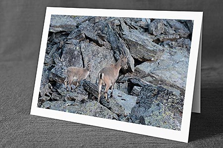 A5-Fotokarte/Klappkarte mit hochwertigem Papierabzug, Einlageblatt und Umschlag. Fototitel: Grusskarte Steingeiss mit Steinkitz (Klappkarte, Kunstkarte)