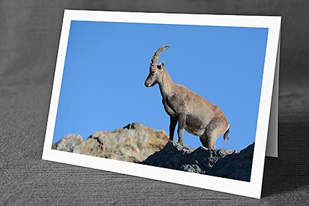 A5-Fotokarte/Klappkarte mit hochwertigem Papierabzug, Einlageblatt und Umschlag. Fototitel: Stolzer Steinbock (Klappkarte, Kunstkarte)