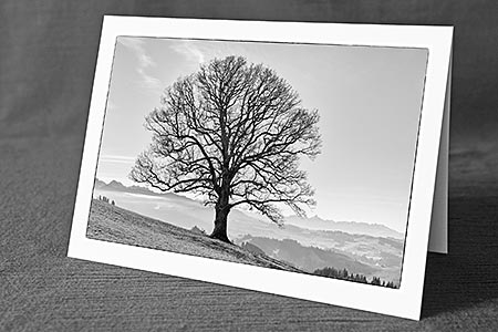 A5-Fotokarte/Klappkarte mit hochwertigem Papierabzug, Einlageblatt und Umschlag. Fototitel: Wohlgeformter Ahorn (Schwarz/Weiss) (Klappkarte, Kunstkarte)