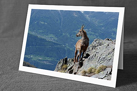 A5-Fotokarte/Klappkarte mit hochwertigem Papierabzug, Einlageblatt und Umschlag. Fototitel: Steingeiss blickt von Felsgrat ins Tal (Klappkarte, Kunstkarte)
