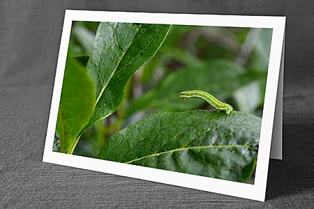 A5-Fotokarte/Klappkarte mit hochwertigem Papierabzug, Einlageblatt und Umschlag. Fototitel: Hellgrüne Raupe auf dunkelgrünem Blatt (Klappkarte, Kunstkarte)