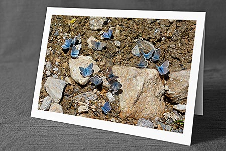 A5-Fotokarte/Klappkarte mit hochwertigem Papierabzug, Einlageblatt und Umschlag. Fototitel: Schmetterlinge (Klappkarte, Kunstkarte)