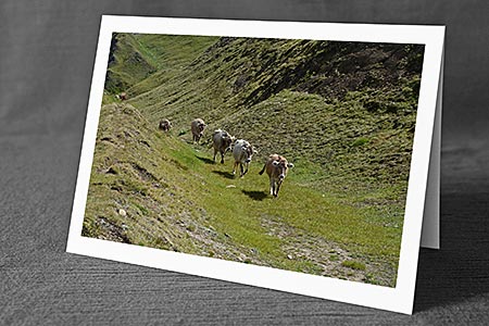 A5-Fotokarte/Klappkarte mit hochwertigem Papierabzug, Einlageblatt und Umschlag. Fototitel: Kühe erkunden Alpweide (Klappkarte, Kunstkarte)