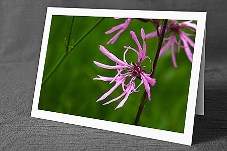 A5-Fotokarte/Klappkarte mit hochwertigem Papierabzug, Einlageblatt und Umschlag. Fototitel: Kuckuckslichtnelke (Klappkarte, Kunstkarte)