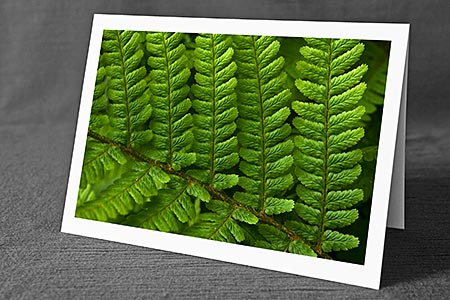 A5-Fotokarte/Klappkarte mit hochwertigem Papierabzug, Einlageblatt und Umschlag. Fototitel: Hellgrünes Farnblatt (Klappkarte, Kunstkarte)
