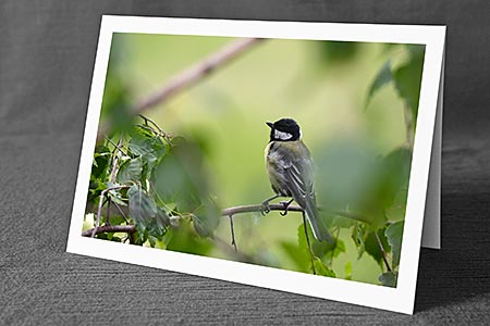 A5-Fotokarte/Klappkarte mit hochwertigem Papierabzug, Einlageblatt und Umschlag. Fototitel: Meise auf Zweig sitzend (Klappkarte, Kunstkarte)
