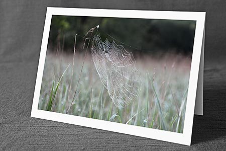 A5-Fotokarte/Klappkarte mit hochwertigem Papierabzug, Einlageblatt und Umschlag. Fototitel: Spinnennetz (Klappkarte, Kunstkarte)