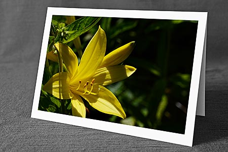 A5-Fotokarte/Klappkarte mit hochwertigem Papierabzug, Einlageblatt und Umschlag. Fototitel: Blumenkarte gelbe Lilie (Klappkarte, Kunstkarte)