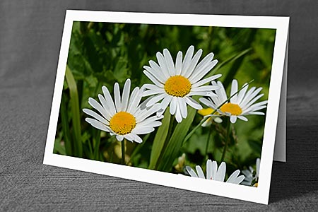 A5-Fotokarte/Klappkarte mit hochwertigem Papierabzug, Einlageblatt und Umschlag. Fototitel: Margeriten (Klappkarte, Kunstkarte)