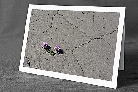 A5-Fotokarte/Klappkarte mit hochwertigem Papierabzug, Einlageblatt und Umschlag. Fototitel: Blumen trotzen der Trockenheit (Klappkarte, Kunstkarte)