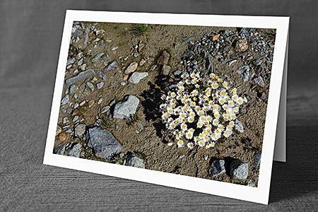 A5-Fotokarte/Klappkarte mit hochwertigem Papierabzug, Einlageblatt und Umschlag. Fototitel: Margeriten auf sandigem Boden (Klappkarte, Kunstkarte)