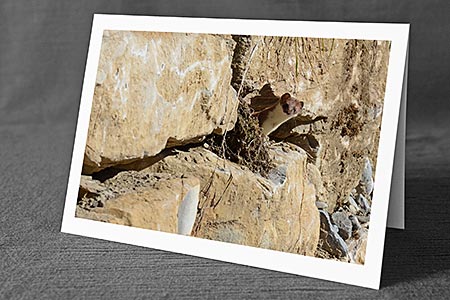 A5-Fotokarte/Klappkarte mit hochwertigem Papierabzug, Einlageblatt und Umschlag. Fototitel: Neugieriger Hermelin (Klappkarte, Kunstkarte)