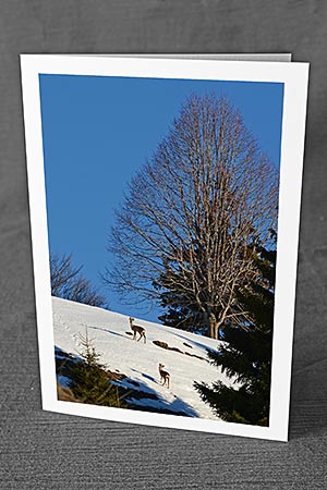 A5-Fotokarte/Klappkarte mit hochwertigem Papierabzug, Einlageblatt und Umschlag. Fototitel: Rehe im Winter (Klappkarte, Kunstkarte)