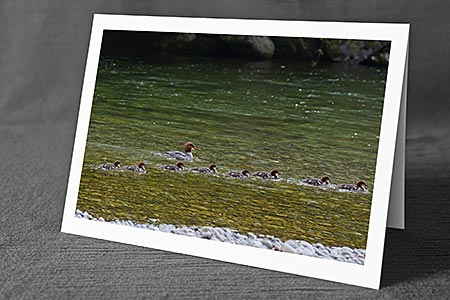 A5-Fotokarte/Klappkarte mit hochwertigem Papierabzug, Einlageblatt und Umschlag. Fototitel: Tierfamilie unterwegs (Klappkarte, Kunstkarte)