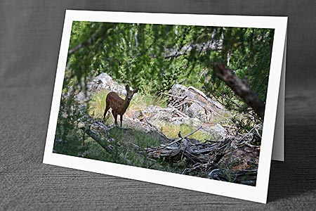 A5-Fotokarte/Klappkarte mit hochwertigem Papierabzug, Einlageblatt und Umschlag. Fototitel: Rehkitz in idyllischer Umgebung (Klappkarte, Kunstkarte)