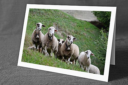 A5-Fotokarte/Klappkarte mit hochwertigem Papierabzug, Einlageblatt und Umschlag. Fototitel: Schafe (Klappkarte, Kunstkarte)
