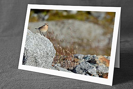 A5-Fotokarte/Klappkarte mit hochwertigem Papierabzug, Einlageblatt und Umschlag. Fototitel: Vogel auf Felsblock (Klappkarte, Kunstkarte)