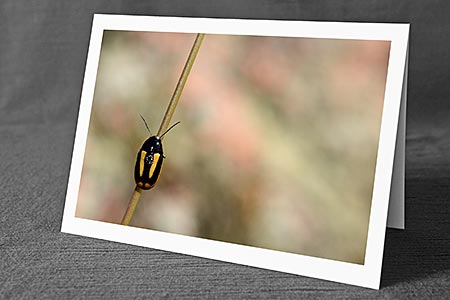 A5-Fotokarte/Klappkarte mit hochwertigem Papierabzug, Einlageblatt und Umschlag. Fototitel: Käfer an Grashalm (Klappkarte, Kunstkarte)