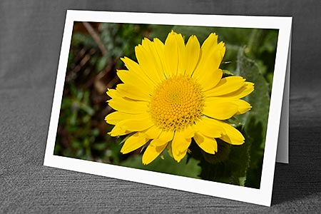 A5-Fotokarte/Klappkarte mit hochwertigem Papierabzug, Einlageblatt und Umschlag. Fototitel: Gelbe Blüte (Klappkarte, Kunstkarte)