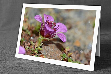 A5-Fotokarte/Klappkarte mit hochwertigem Papierabzug, Einlageblatt und Umschlag. Fototitel: Violette Blüte (Klappkarte, Kunstkarte)
